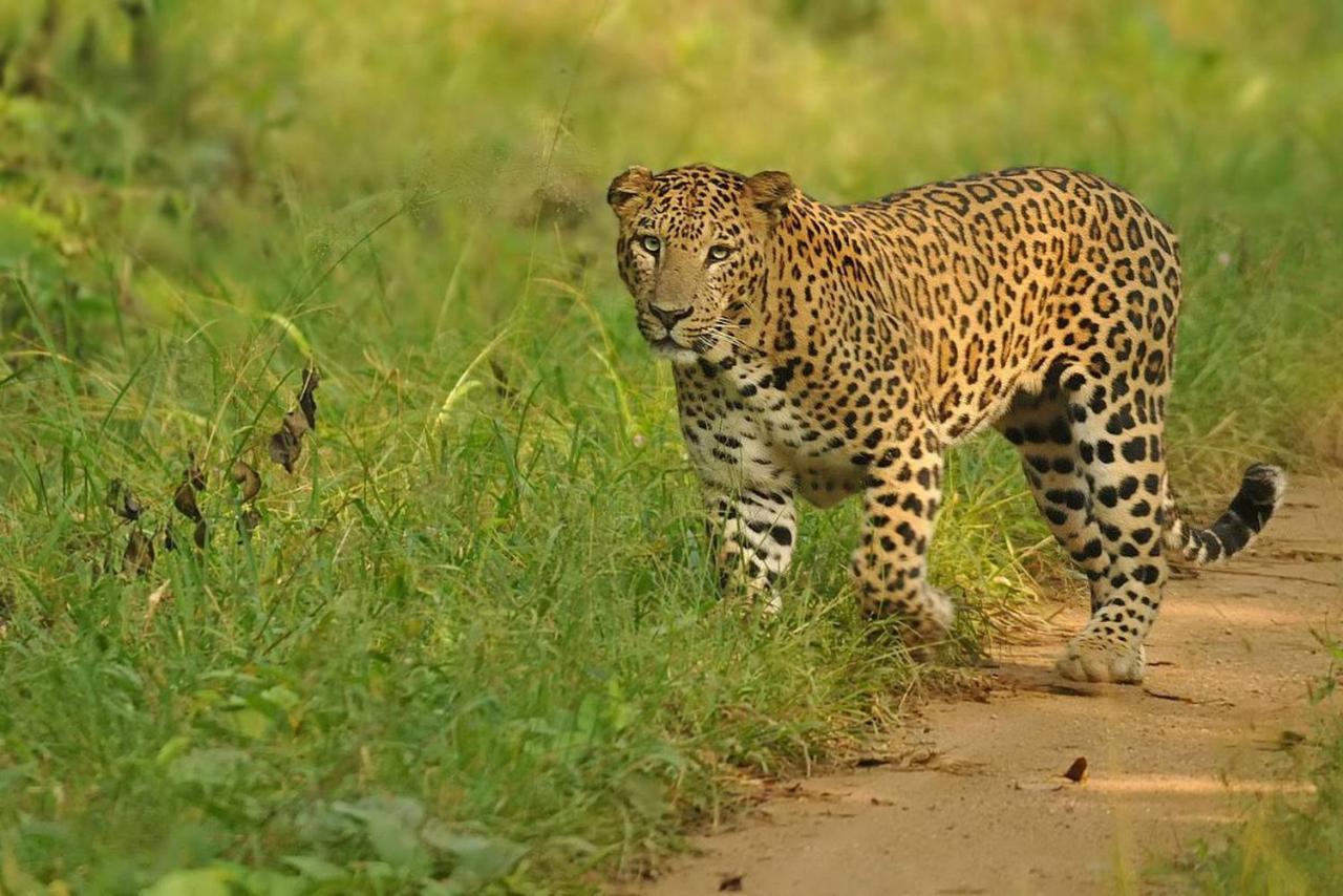 Bed and Breakfast Jungle Trailz Kabini Sargur Zewnętrze zdjęcie